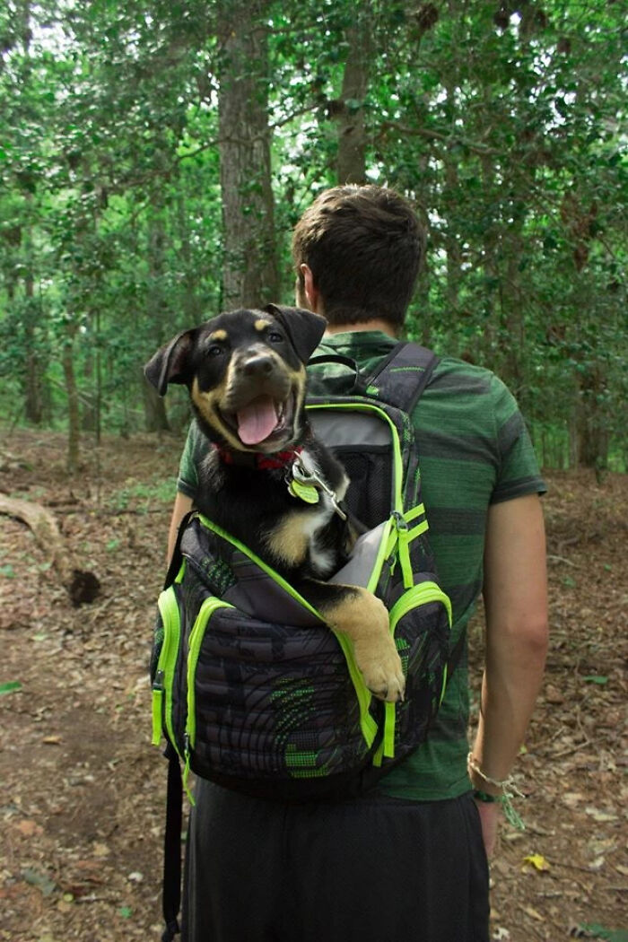 I Heard You Guys Liked Lazy Hiking Dogs