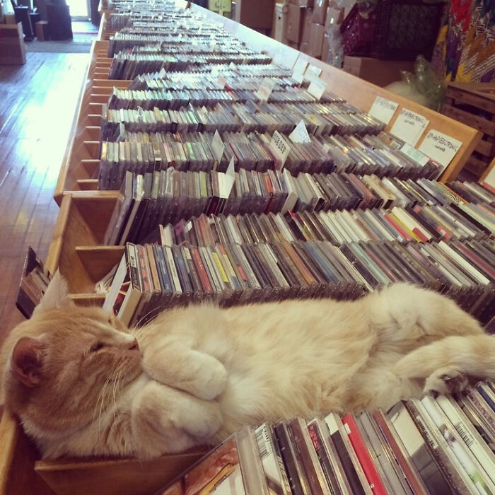 Lazy Record Store Employee