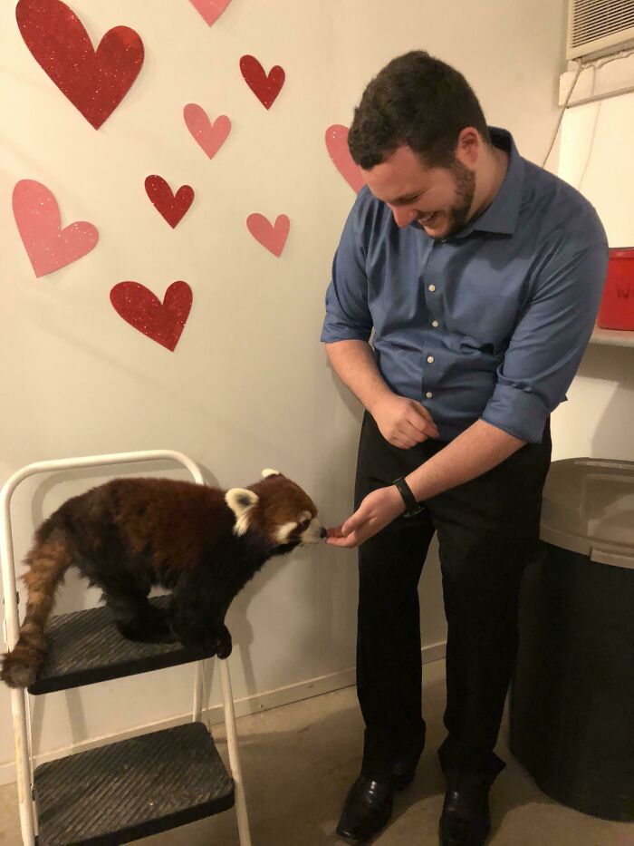 For Valentine's Day, My GF Bought Me A Fancy Exclusive Dinner At The Red River Zoo In Fargo, And It Included An Opportunity To Meet This Pretty Girl! Meet Faye
