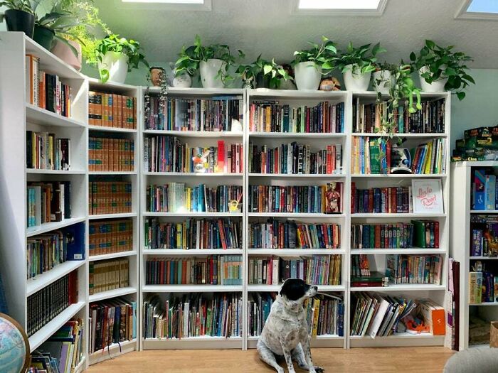 Dog sitting on the floor in front of the bookshelves