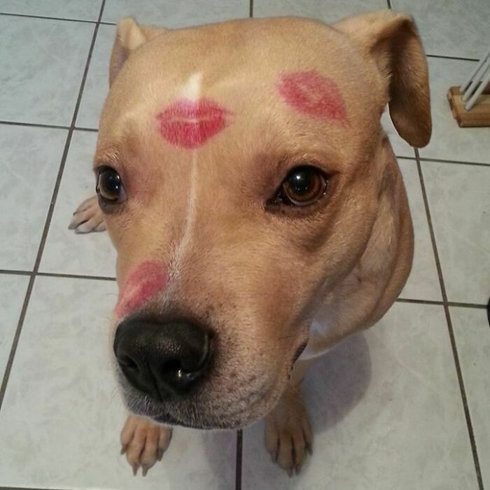 My Friend's Pittie, Biscuit. He Got Kisses For Valentine's Day
