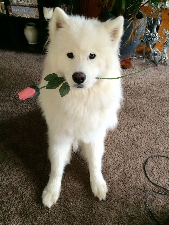 A Rose From My Valentine