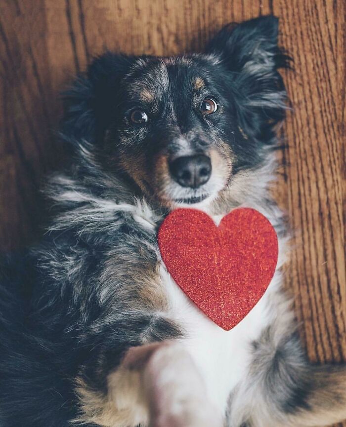 She Was Tested Positive For Heartworm Shortly After We Got Her. After 40 Weeks Of Intense Injections And Meds, This Valentine’s Day Will Mark One Year Heartworm Free
