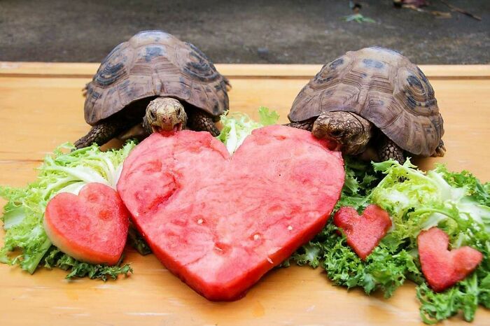 If Today Has Tortoise Anything, It's That We've Loved Shell-Ebrating Valentine's Day With You All