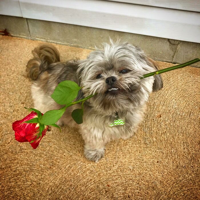 My Girlfriend's Dog Is Too Photogenic. Happy Valentine's Day