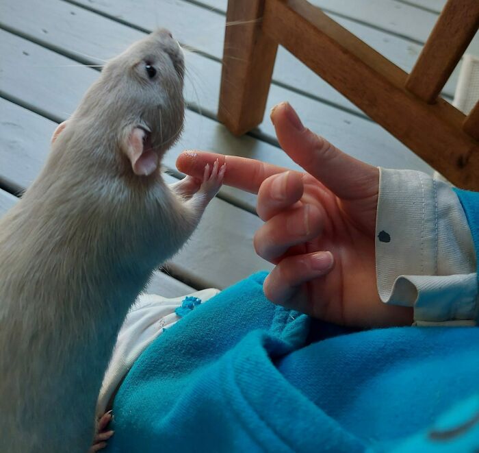 When My Daughter's Rat, "Wasabi Bobby", Is Nervous Or In A New Situation, He Holds Her Hand For Comfort