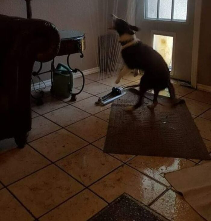 Friend Of A Friend's Pooch Dragged The Sprinkler In Through The Doggy Door