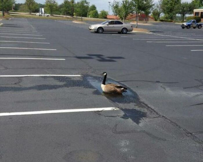 Optimistic Goose