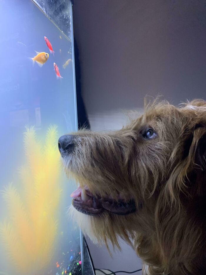 My Dog Finally Noticed My New Fish