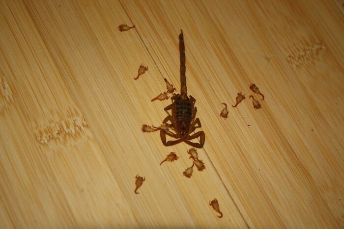 Ustedes son muy majos con sus arañas de miedo. Encontré esto debajo de mi sofá un mes después de haber fumigado