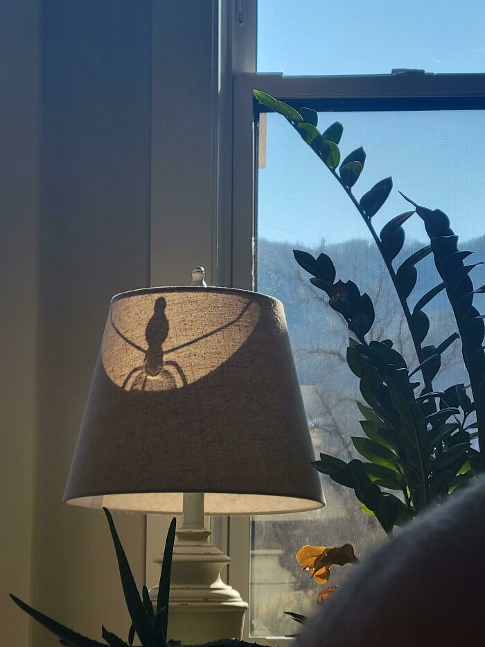 The Sun Casting Shadow On My Lamp Makes It Look Like A Terrifying Spider Hiding Within