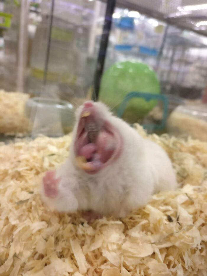 Fb Friend Thought A Hamster Yawning Was Cute