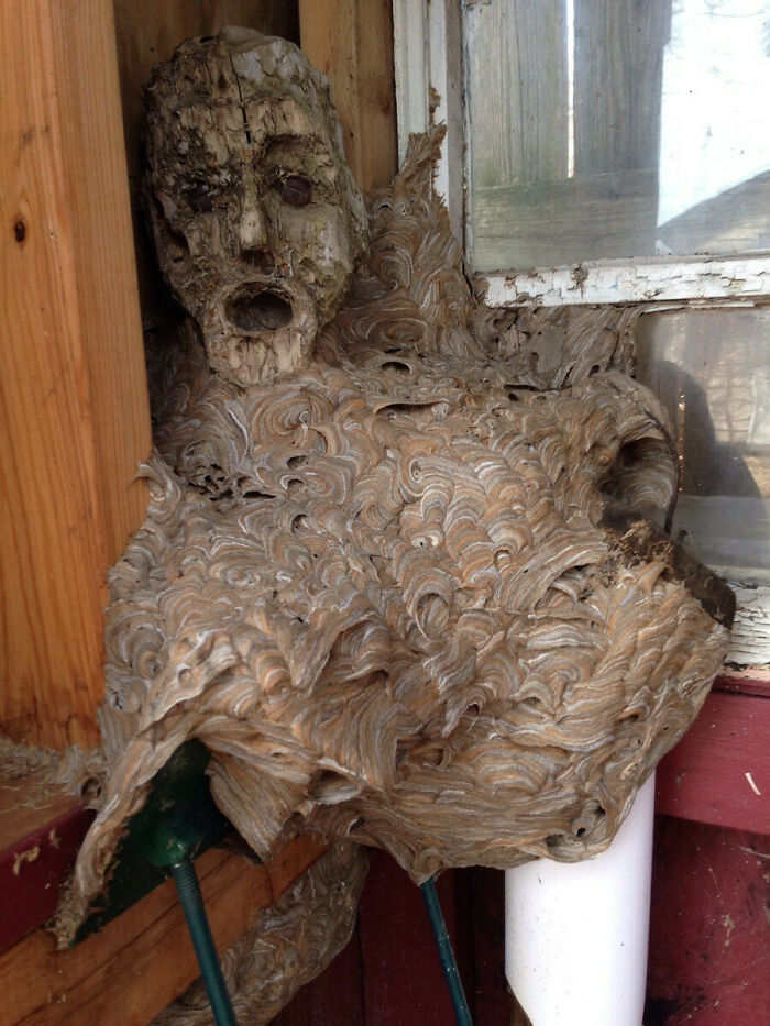 Nido de avispones que se formó alrededor de la cara de una estatua de madera abandonada en un cobertizo