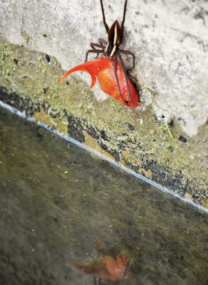 Una araña saca un pez dorado de un estanque