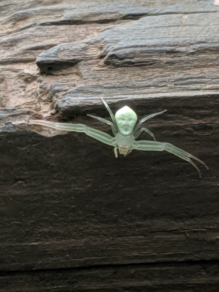 This Spider Looks Like It Has A Human Mask