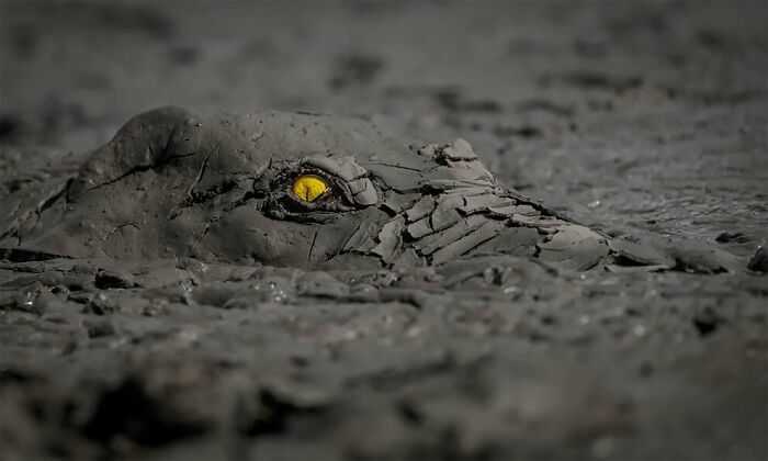 Crocodile Covered In Dry Mud