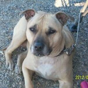 northforksavage avatar