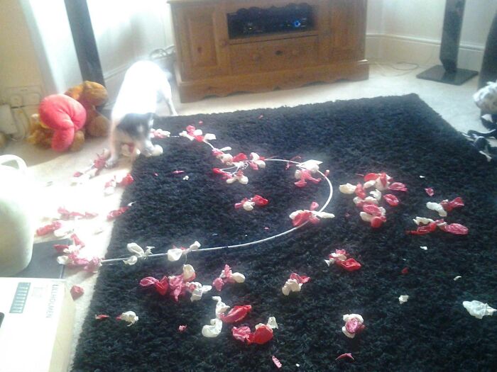 What My Dog Did To My Mum's Valentine's Gift