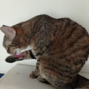 quandaledingle avatar