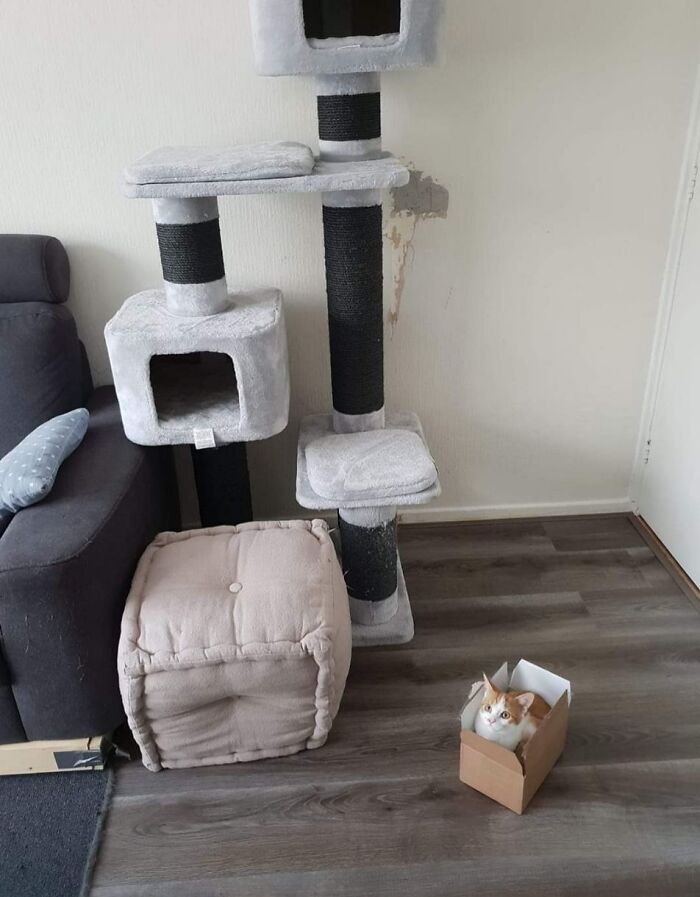 So Much For That Expensive Cat Furniture