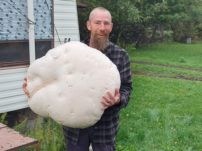 Guy Finds The Biggest Puffball Mushroom In The World... In His Lawn