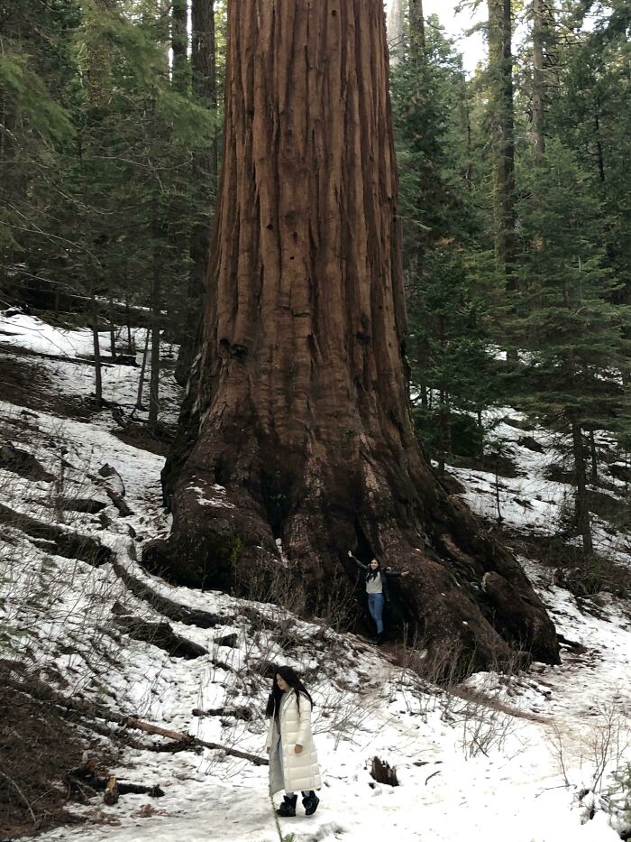 Sequoia Tree In California