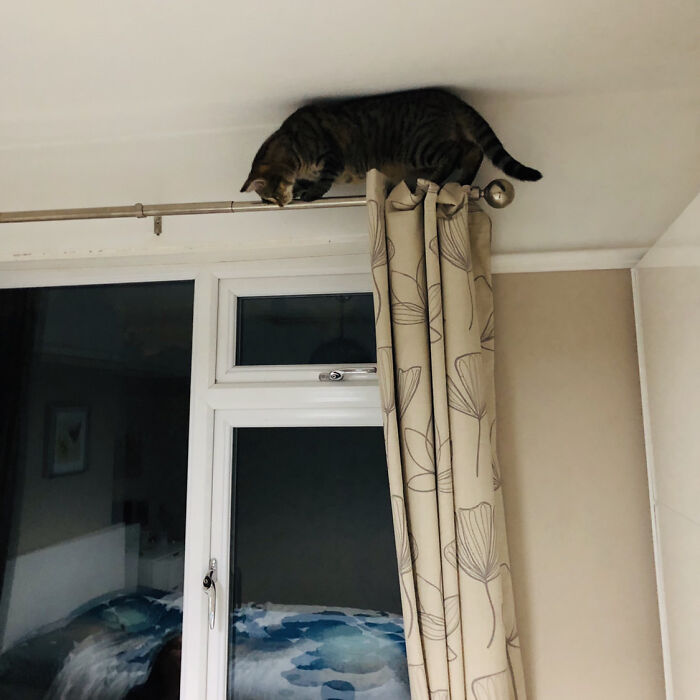 Spider Cat, Spider Cat, Cries From The Curtains 'Cause He's A Twat