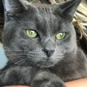 mybackyardzoo avatar