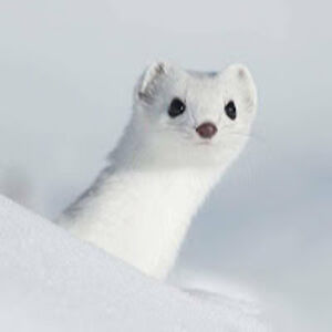 roxanalopezornelas avatar