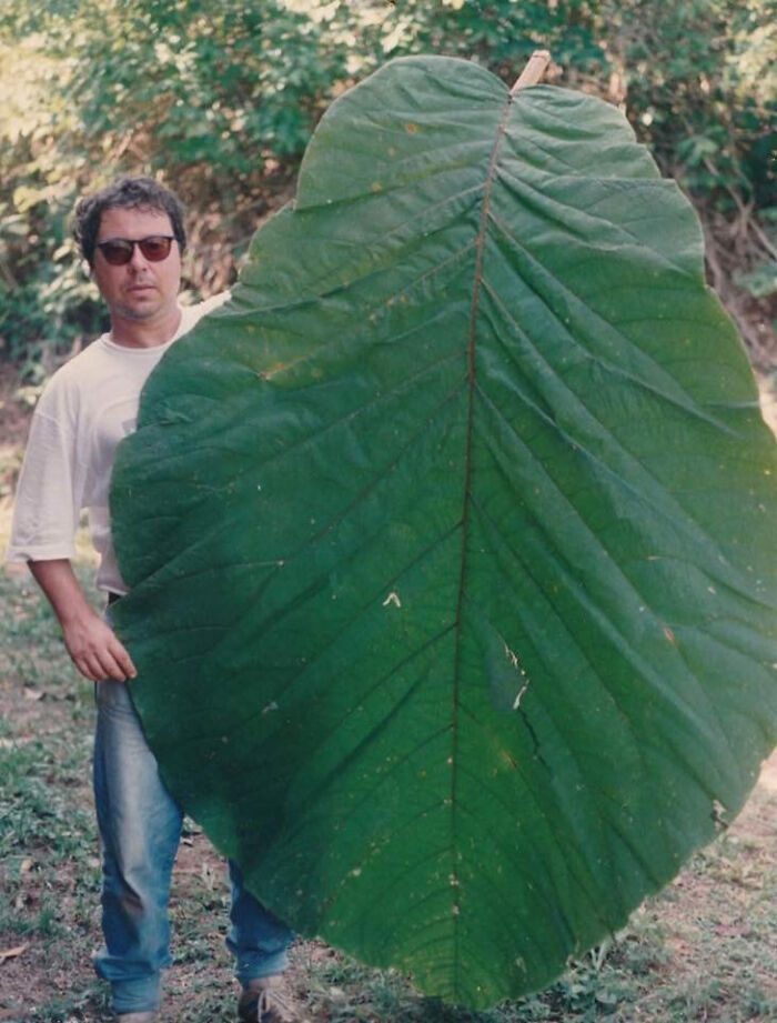 Amazonian Tree With Human Sized Leaves Is Finally Classified As A New Species
