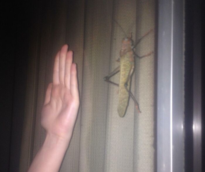 I Found A Grasshopper In Costa Rica And Used My 16cm Hand For Scale