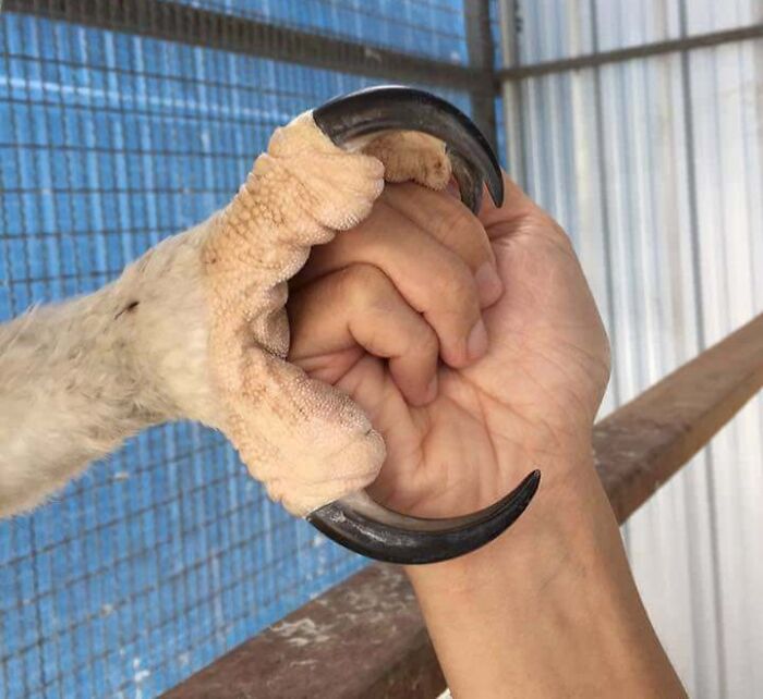 Shaking Hands With A Harpy Eagle