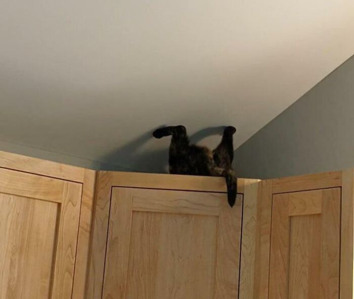 Caught My Cat Just Casually Living In A Different Realm Of Gravity