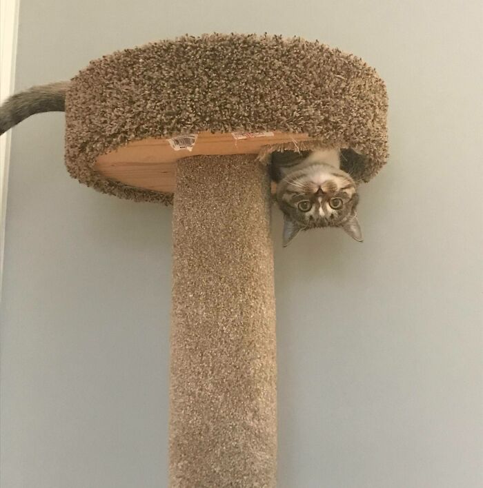 This Picture Of My Kitten In His Cat Tree Always Makes Me Laugh