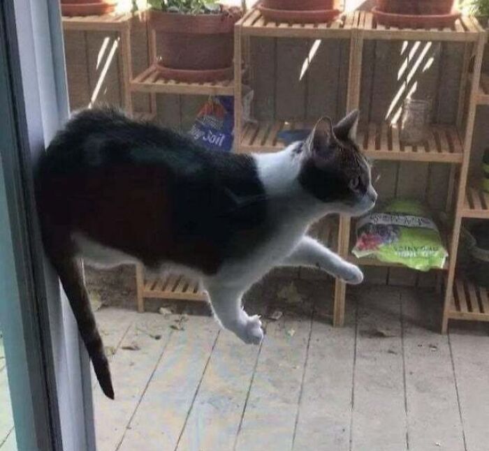 This Floating Cat