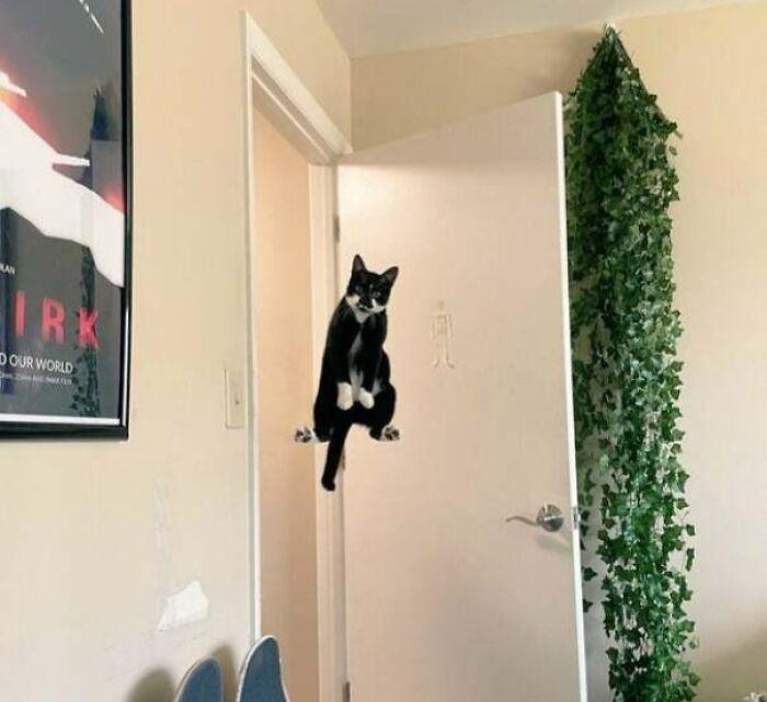 Lev Cat, Gravity's Worst Enemy