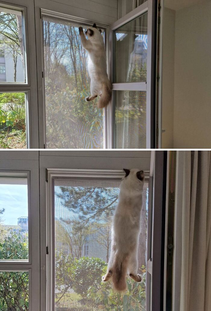 These Humans Think They Can Keep Me Inside, But I’ll Show Them!