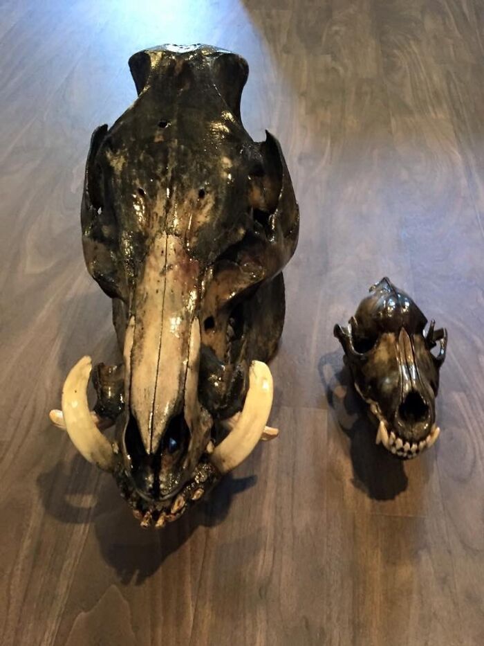 780lb Wild Boar Skull Compared To Adult Wolf