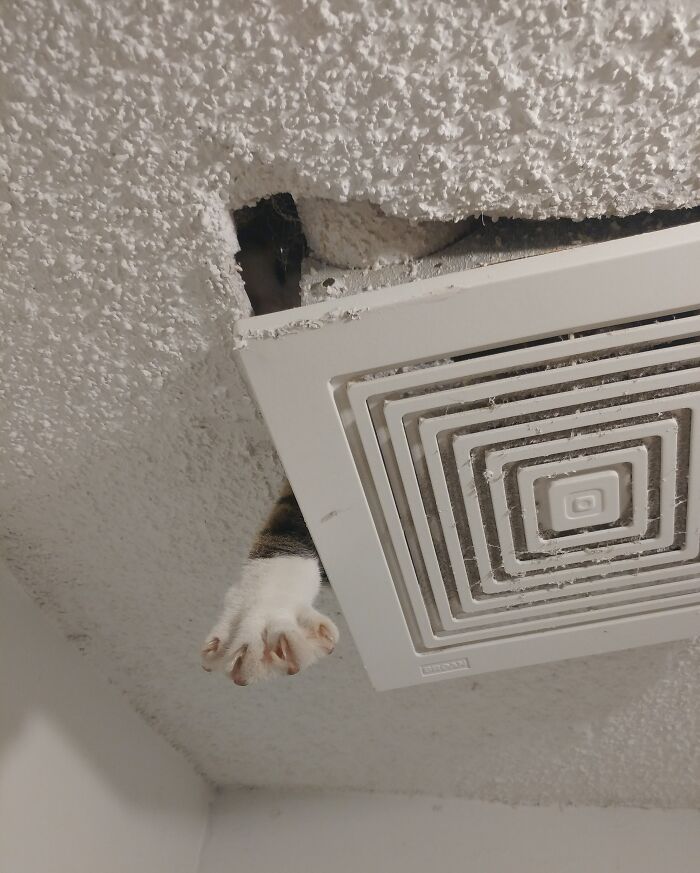 How I Noticed That My Cat Was Stuck In The Attic