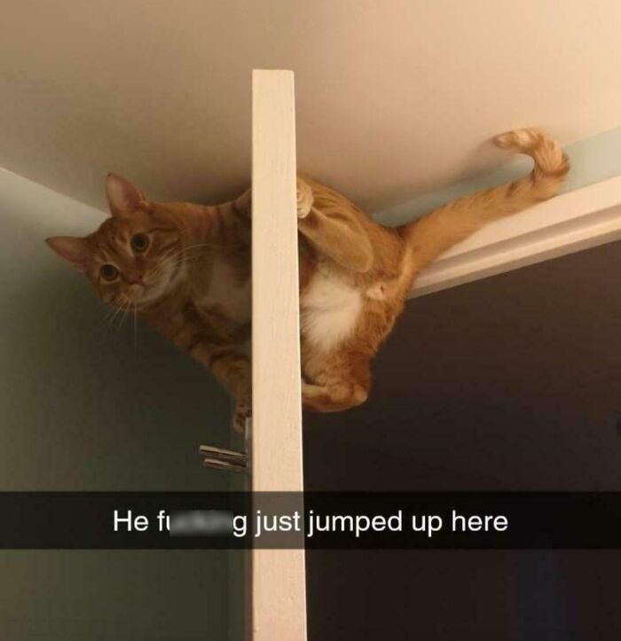 My Girlfriend And I's Cat Is Full Of Adventure