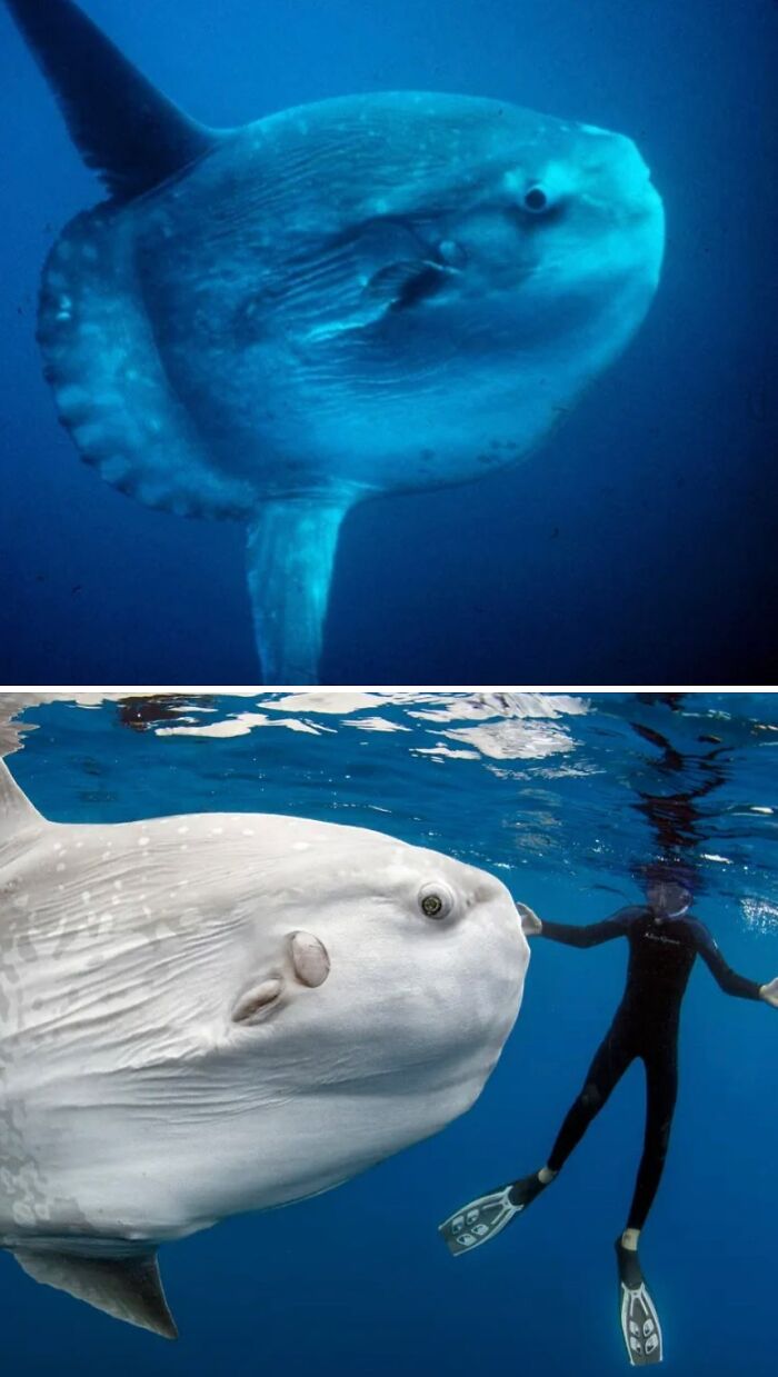 Sunfish Is A Huge Fish Lives In The Ocean And I Bet You Didn’t Think It Was This Big!
