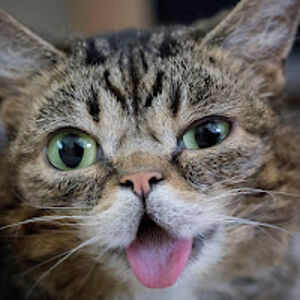 pouponcrazycat avatar