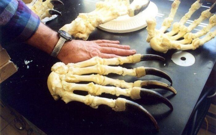 Bear Claws Next To Human Hand