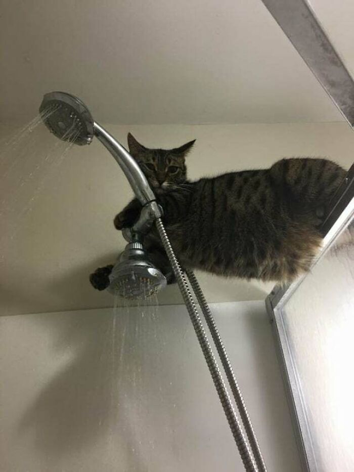 Hey, What Are You Doing? You Taking A Shower? That's Cool. I'll Just Hang Out Here