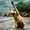 taurmontgreyhound avatar