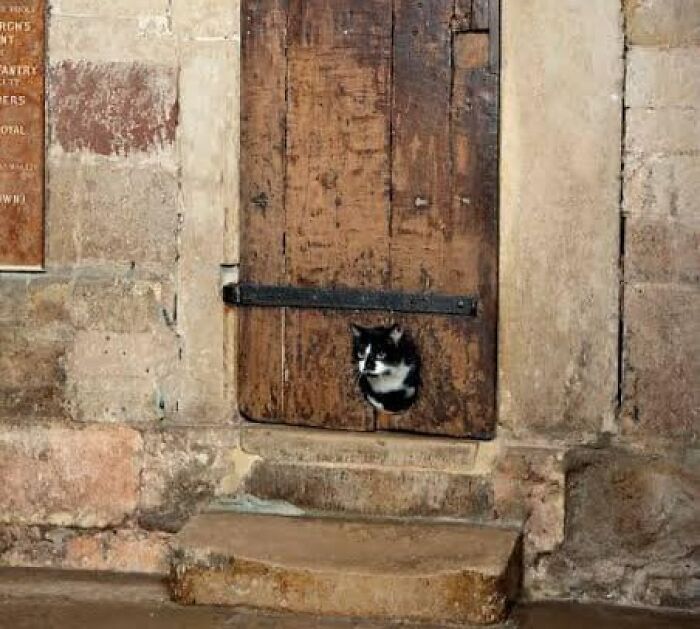 Una vieja puerta para gatos