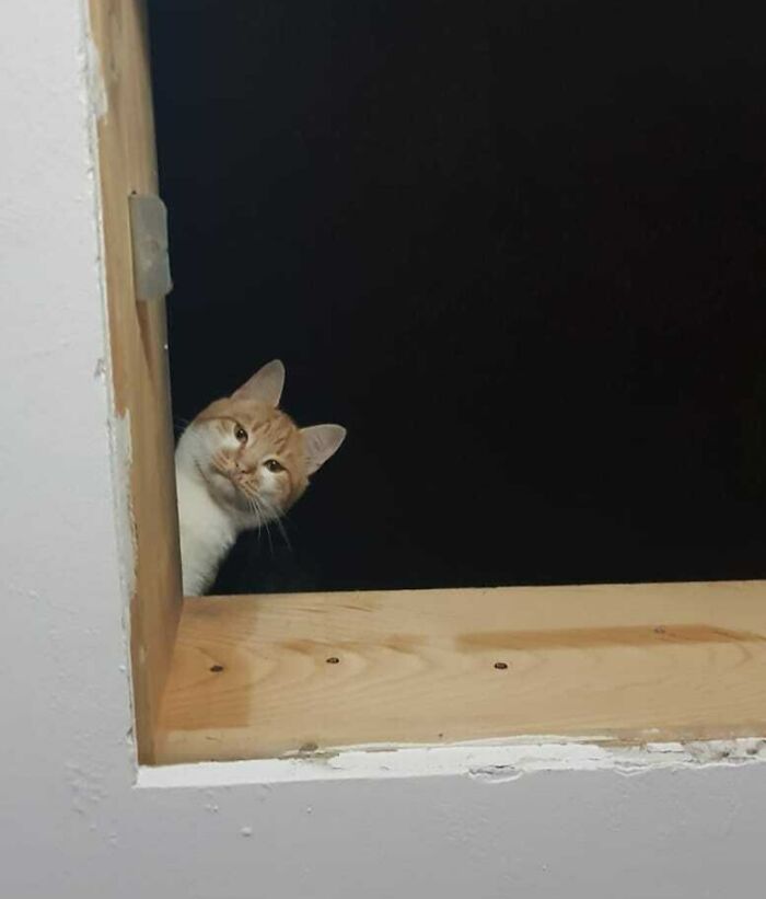 My Girlfriend's Cat, Orange. Put Him In The Attic To Hunt For Mice And Know He Doesn't Want To Come Back Down