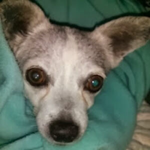 melittahauser avatar