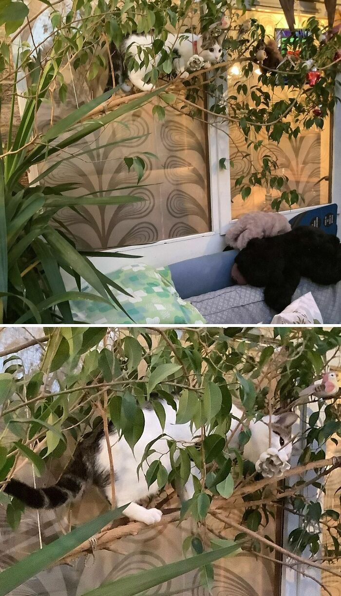Lizzy Climbing Amongst The House Plants