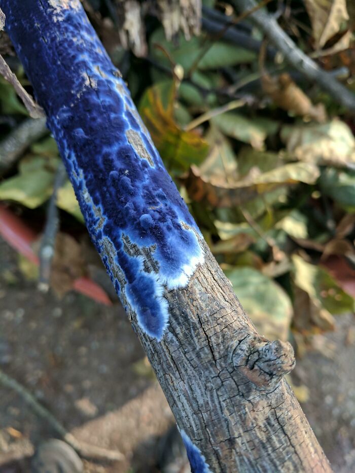 Deep Blue Slime Mold: Not Our Typical Shiny, But Very Cool Nonetheless